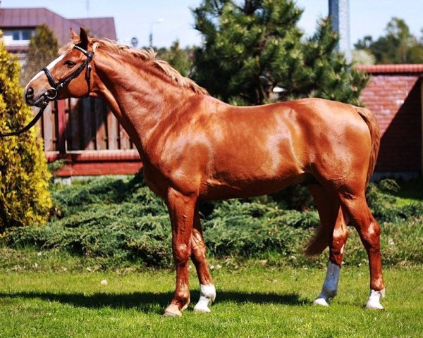 stallion For Leo (Hanoverian, 2001, from For Feeling)