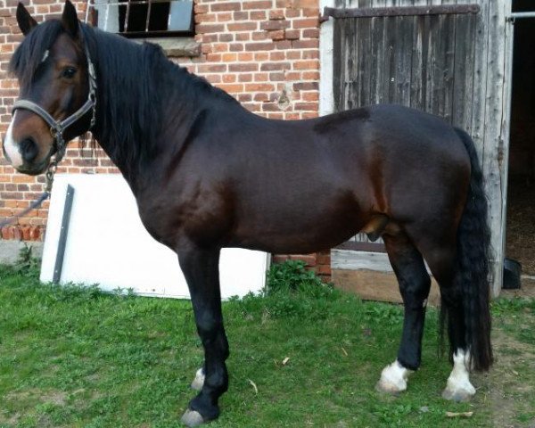 stallion Brennabor Lord Zandor (Welsh-Cob (Sek. D), 2006, from Stubbenhof Zorro)