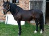 Deckhengst Brennabor Lord Zandor (Welsh-Cob (Sek. D), 2006, von Stubbenhof Zorro)