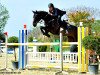 jumper Quickstep 37 (German Sport Horse, 2008, from Quintender 2)