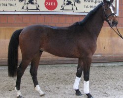 dressage horse Duke of Hohenstein (Rheinländer, 2014, from Duke of Oldenburg)