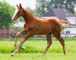 Springpferd Lifetam of Pleasure (Selle Français, 2016, von Tam Tam de Bacon)