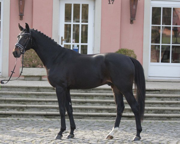 dressage horse Sa-Coeur (Rhinelander, 2014, from San Amour I)