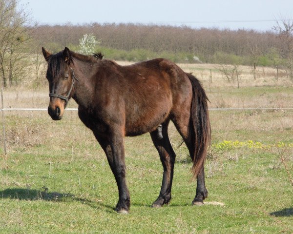 horse Osternaktion *** Kaktusz (Hungarian Warmblood, 2015)