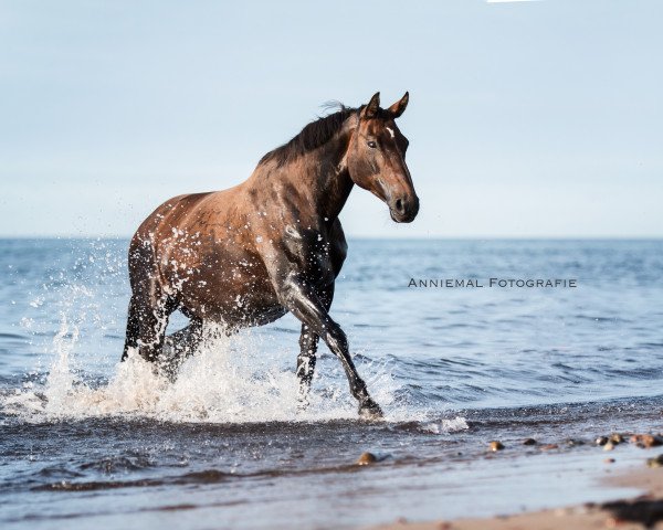 broodmare My Delight (Hanoverian, 2003, from Markus Deak xx)