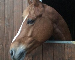 jumper Champy 4 (German Riding Pony, 2010, from Top Champy)