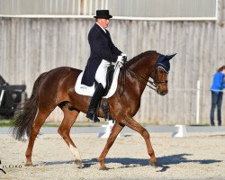 dressage horse Avancini (Westphalian, 2002, from Abanos)