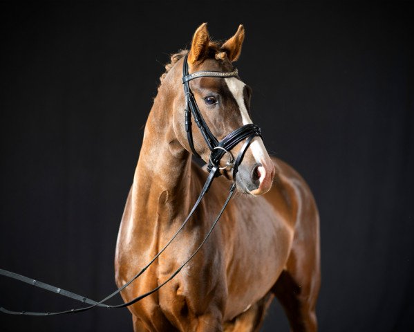 horse Magic Boy KW (German Riding Pony, 2019, from The Braes My Mobility)