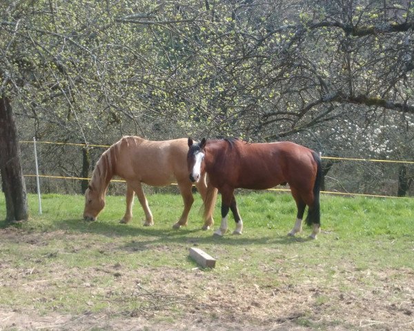 Pferd Whata pepper jac (Paint Horse, 2011, von Midnight pepper)