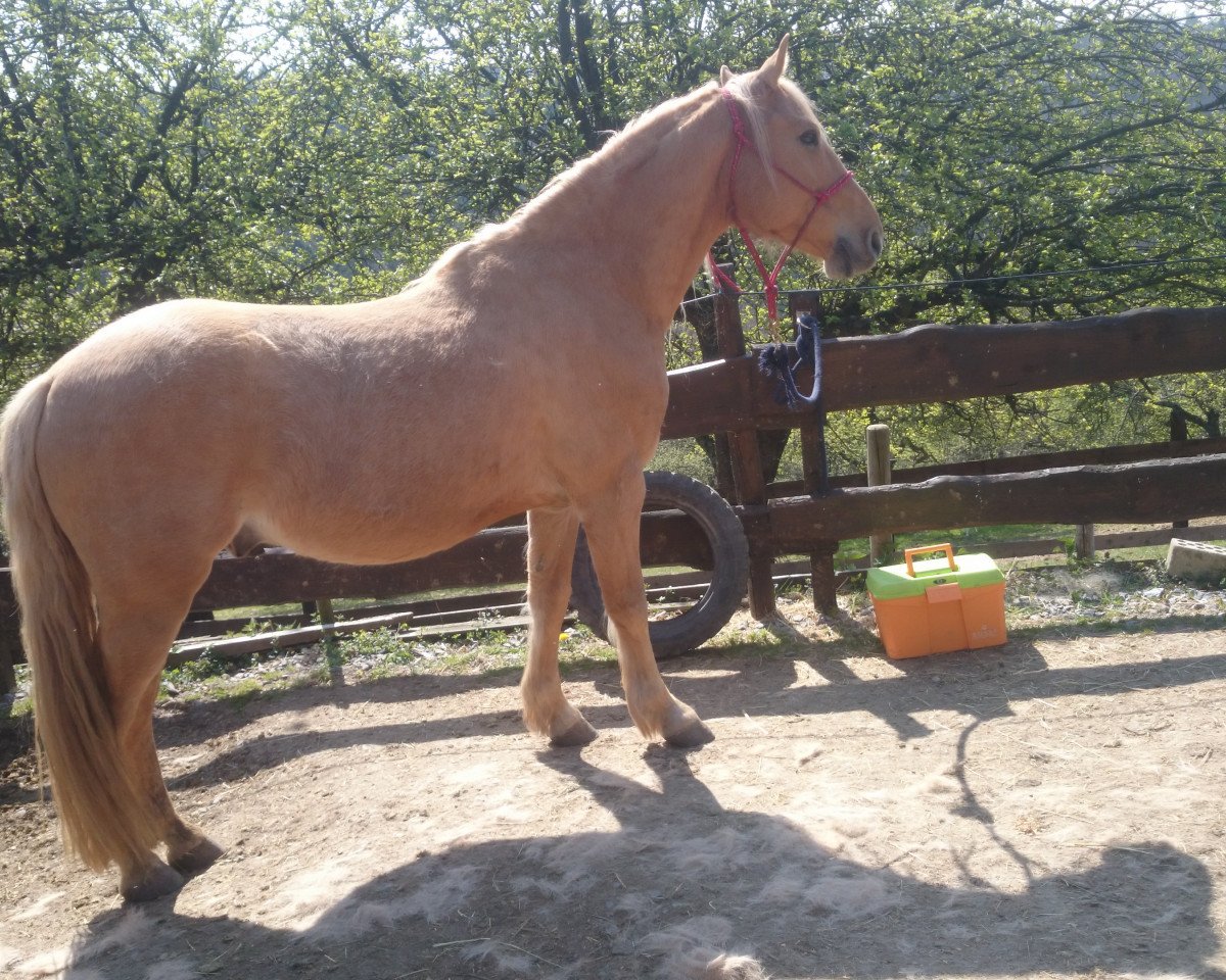 Pferd Ari (Ungarisches Warmblut, 2011, von Rádiháza Martalóc-2)