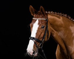 dressage horse Lorrain 2 (Hanoverian, 2004, from Londonderry)