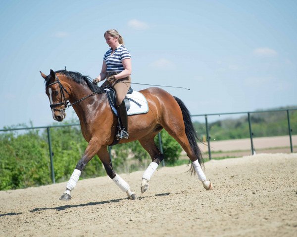dressage horse Sir Paul (Rhinelander, 2011, from Silbermond)