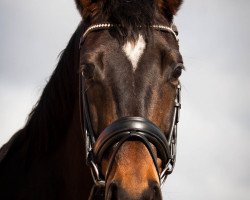 broodmare Salome (Trakehner, 2011, from Herbstbach)