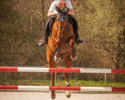 broodmare Anna Karenina vom Liebetal (Trakehner, 2011, from Connery)