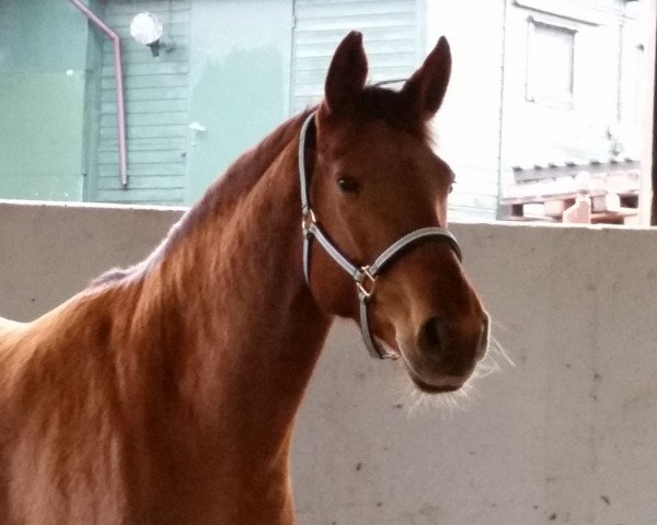 broodmare Udina (Oldenburg, 2009, from Desperados FRH)