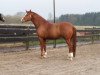 dressage horse Royal Tein (Hanoverian, 2010, from Royal Classic I)