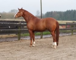 dressage horse Royal Tein (Hanoverian, 2010, from Royal Classic I)