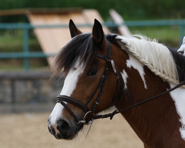 dressage horse Romy my Dream (Tinker / Irish Cob / Gypsy Vanner, 2005, from Janosh little Dream Dancer)