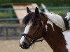 dressage horse Romy my Dream (Tinker / Irish Cob / Gypsy Vanner, 2005, from Janosh little Dream Dancer)