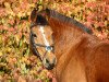 dressage horse Miriame (Freiberger, 1998)