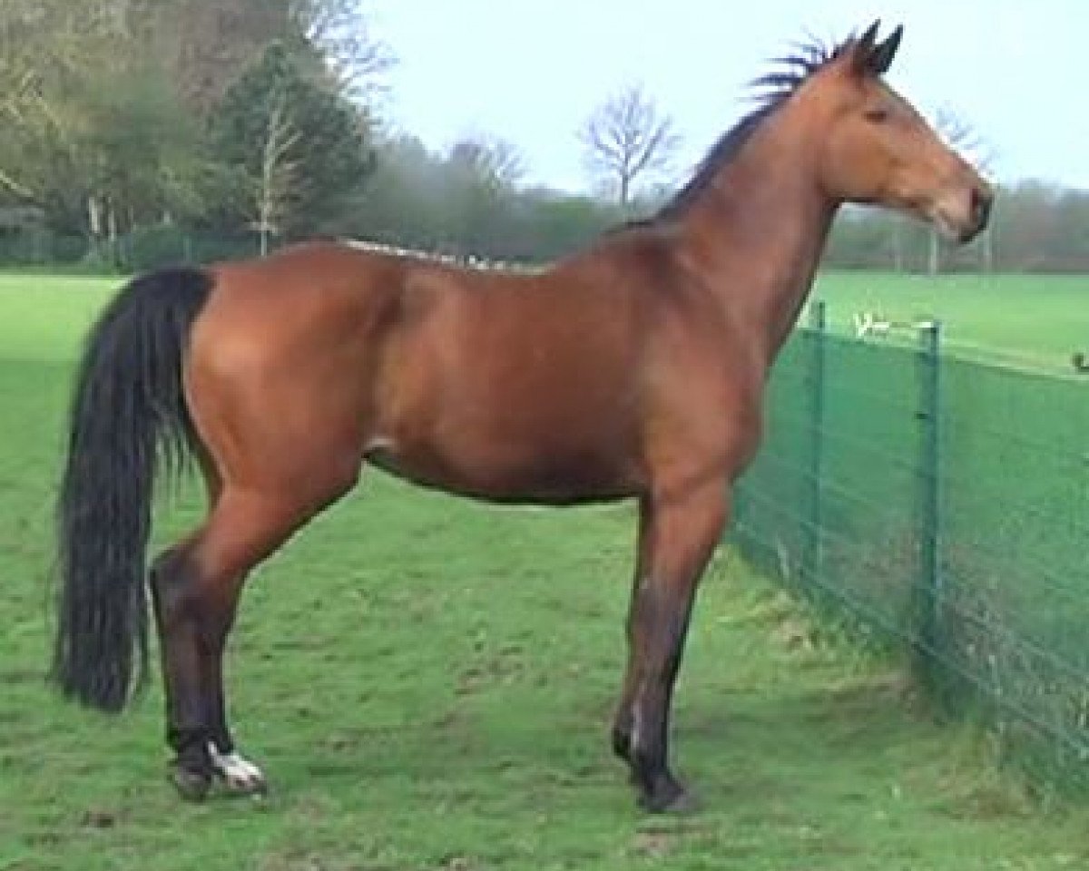 broodmare Lindsay (German Warmblood, 2002, from Louis)