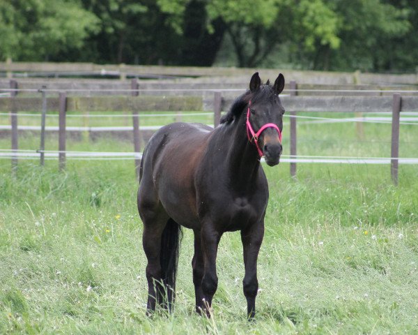 horse Lukretia (Hanoverian, 2004, from Landclassic)