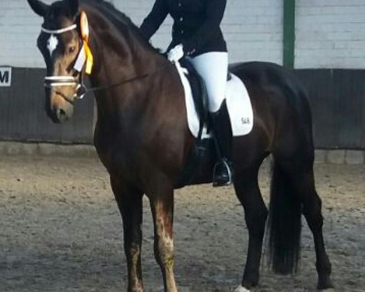 dressage horse Bootsmann 16 (Hanoverian, 2010, from Benetton Dream FRH 1301)
