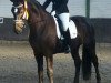 dressage horse Bootsmann 16 (Hanoverian, 2010, from Benetton Dream FRH 1301)