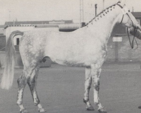 stallion Goldberg (Hanoverian, 1963, from Gotthard)