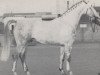 stallion Goldberg (Hanoverian, 1963, from Gotthard)