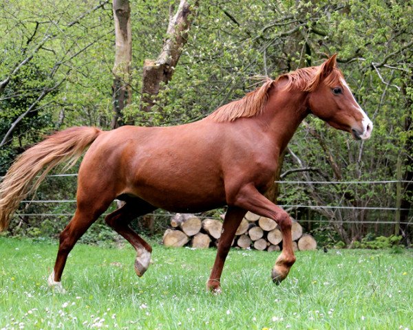 broodmare Dilara (German Riding Pony, 2010, from Dance On Top)