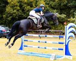 jumper Calandro 8 (Hanoverian, 2002, from Contendro I)