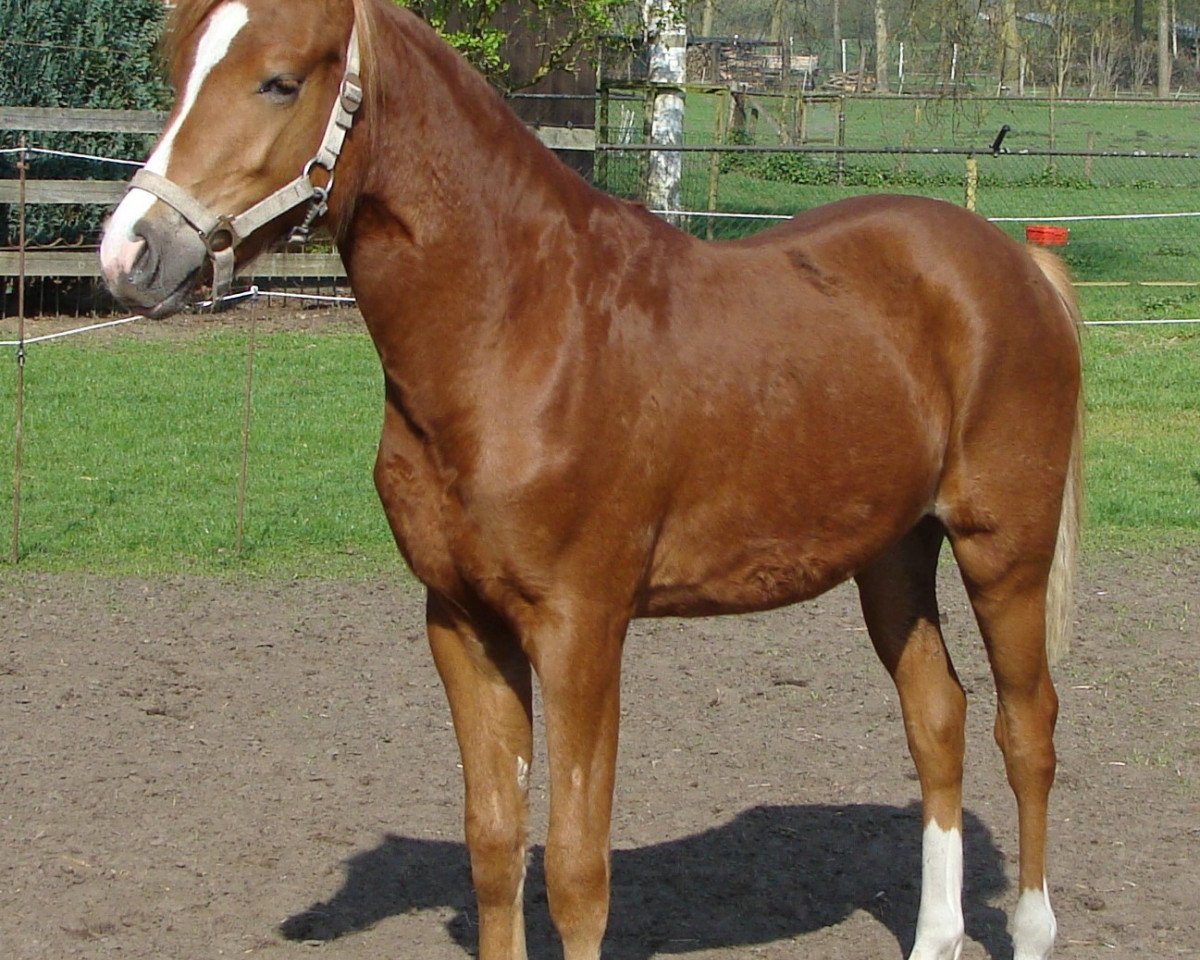 stallion Veto (Westphalian, 2016, from Valerius)
