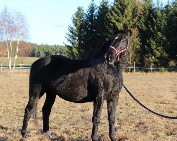 horse Gin Tonic (Hanoverian, 1998, from Glenfiddich)