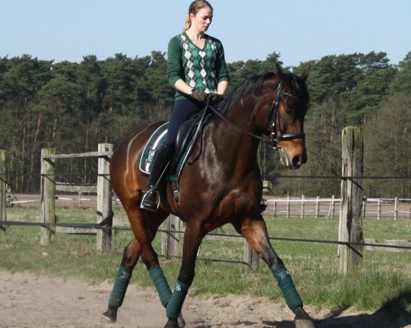 dressage horse Eowyn (Hanoverian, 2006, from Earl)