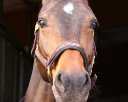 dressage horse Domfront's Tilia (KWPN (Royal Dutch Sporthorse), 2008, from Lucky Boy)