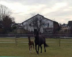 broodmare Highlight (Hanoverian, 2003, from Hofrat)