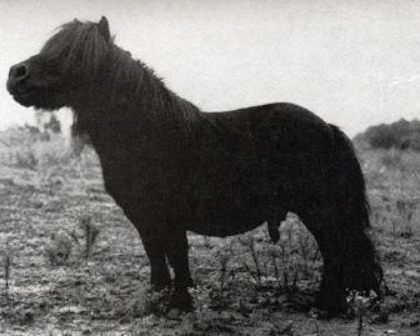 Deckhengst Irsul van 't Huttenest (American Miniature Horse, 1968, von Negus Du Mury-Marais)