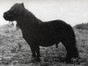 stallion Irsul van 't Huttenest (American Miniature Horse, 1968, from Negus Du Mury-Marais)