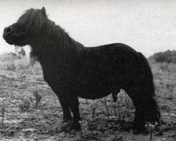 stallion Irsul van 't Huttenest (American Miniature Horse, 1968, from Negus Du Mury-Marais)