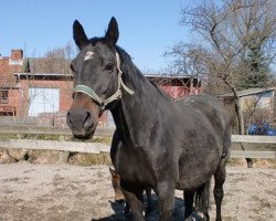 broodmare Aimee (Hanoverian, 1994, from Aalborg)