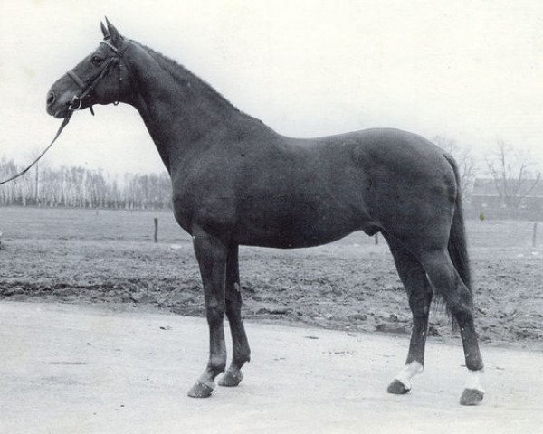 stallion Buenaventura xx (Thoroughbred, 1963, from Pinturischio xx)