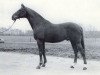 stallion Buenaventura xx (Thoroughbred, 1963, from Pinturischio xx)