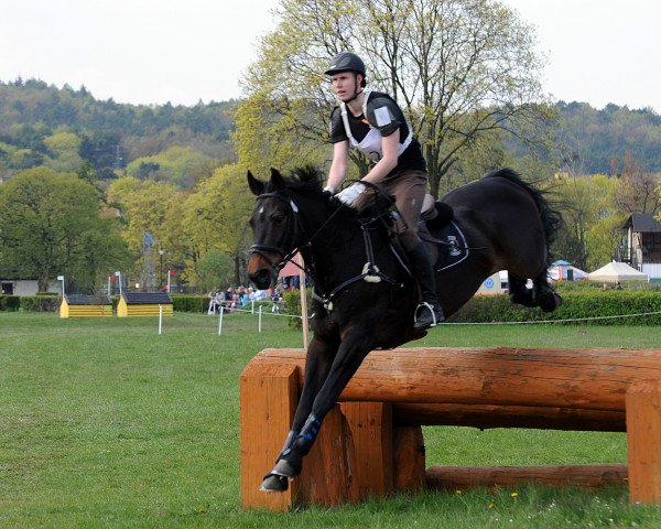 Pferd Dubai (Polnisches Warmblut, 2004, von Diablo)