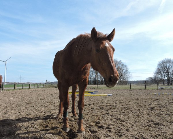 broodmare Komtess ML (Mecklenburg, 2000, from Kolibri)