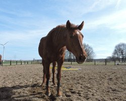 broodmare Komtess ML (Mecklenburg, 2000, from Kolibri 2705)