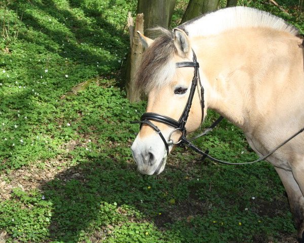 broodmare Ravenna (Fjord Horse, 1990, from Rei Romanow)