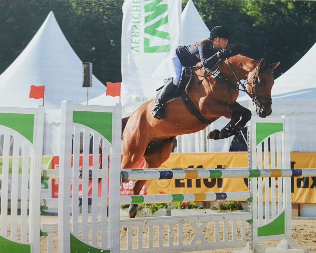 Springpferd Lord Louis O (Westfale, 2009, von Lord Z)