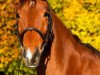 broodmare Roxane 85 (German Sport Horse, 2003, from Corum)