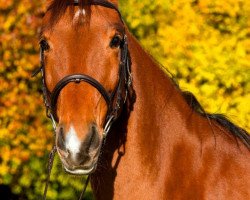 broodmare Roxane 85 (German Sport Horse, 2003, from Corum)